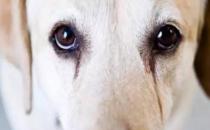 狗狗出现泪痕啦 如何预防和处理