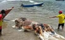 ​不明生物尸体被冲上马来西亚海滩 DNA鉴定进行中