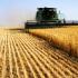 ​河南小麦单产量破2500公斤 不实消息已辟谣