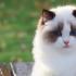 猫咪走了还会回来吗