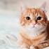 猫咪口臭怎么解决