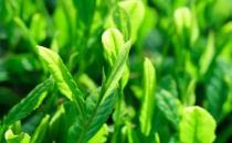 六安瓜片是什么茶