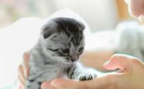 猫咪睡觉“打呼噜”是正常的吗