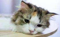 猫咪呼吸道疾病怎么治疗
