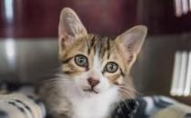 如何理解和应对猫的睡眠习惯呢