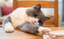 猫咪能吃葡萄吗