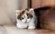 猫咪领养是否比买养好