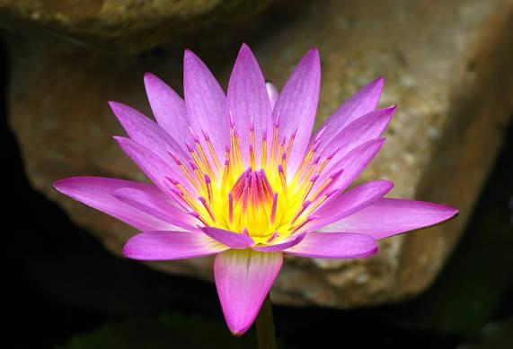 睡莲可以全水养吗